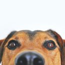 Urozmaicenie diety psa - smakołyki i dodatki wspierające komercyjną karmę dla psów