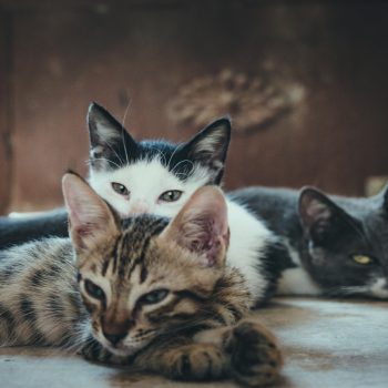 Zalety diety bezzbożowej dla kotów - karmy dla kotów bez zbóż
